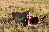 TANZANIA - Serengeti National Park - Leonessa con preda (Bufalo) - 03